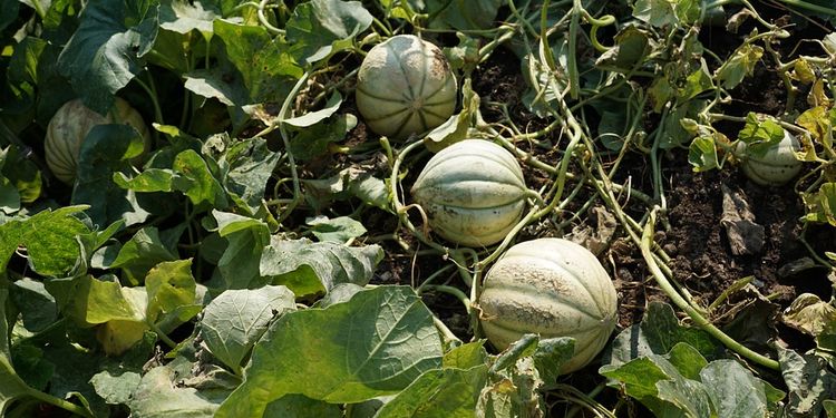 Photo of cantaloupes in the field
