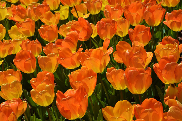 These HardToBelieve Historical Facts Are Funny But Real Nonstop