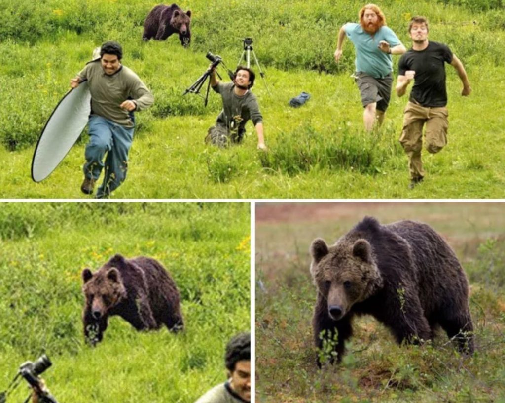 bear chasing photograhpers