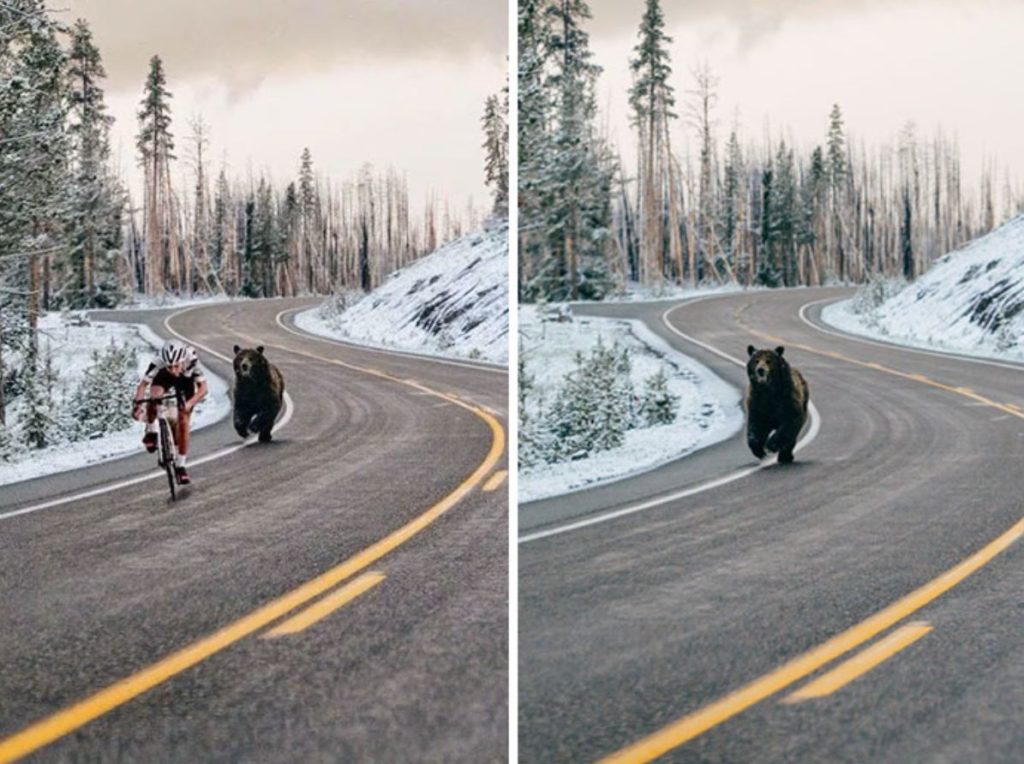 bear chasing cyclist