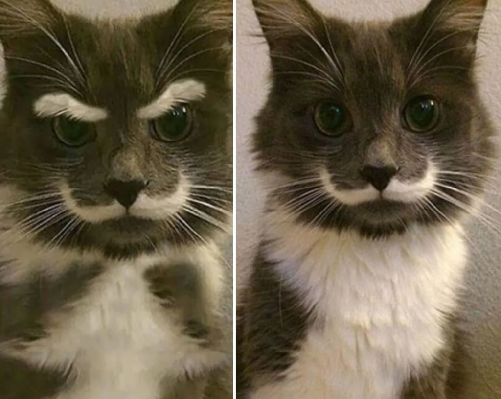 cat with eyebrows