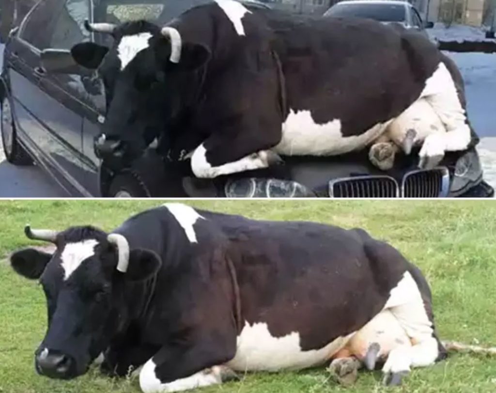cow on car