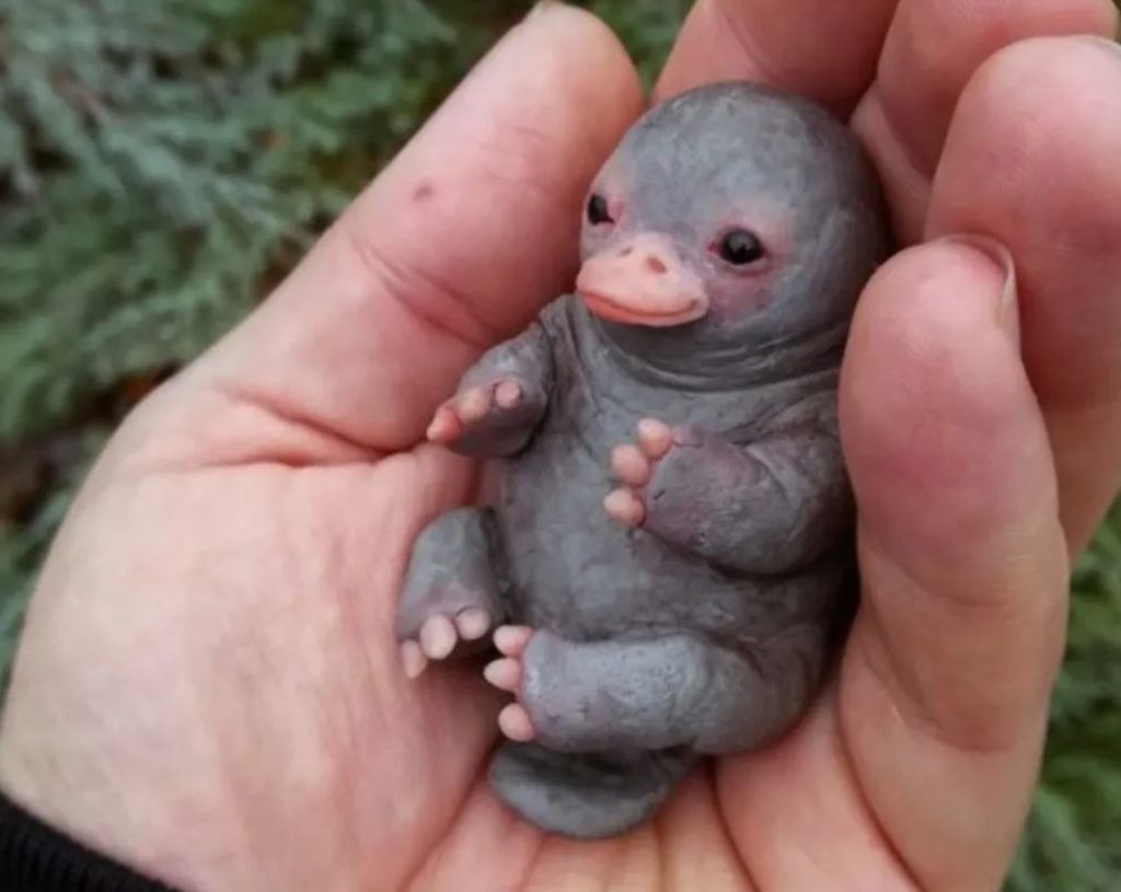 smallest platypus